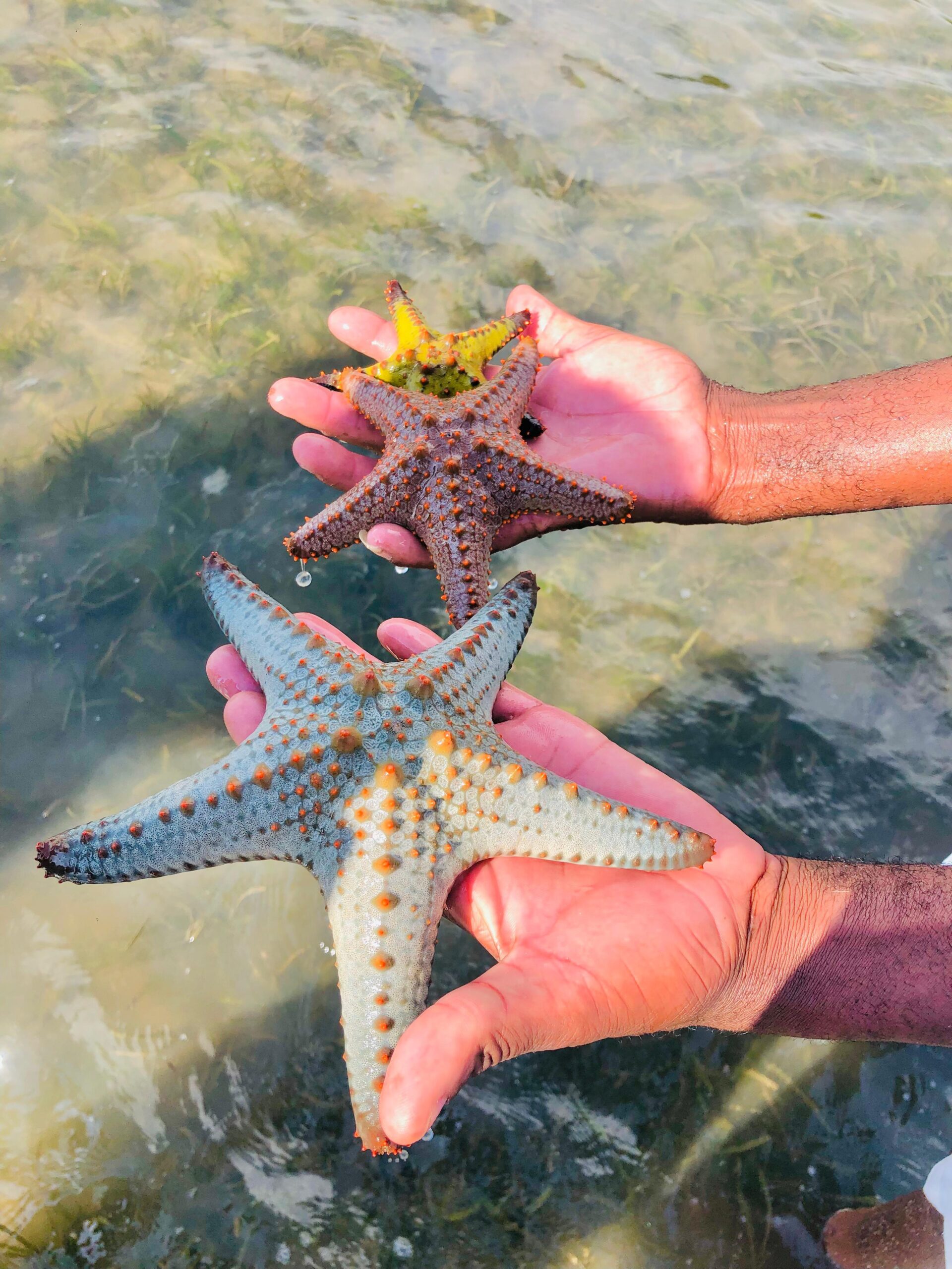 Star Fish in Mozambique